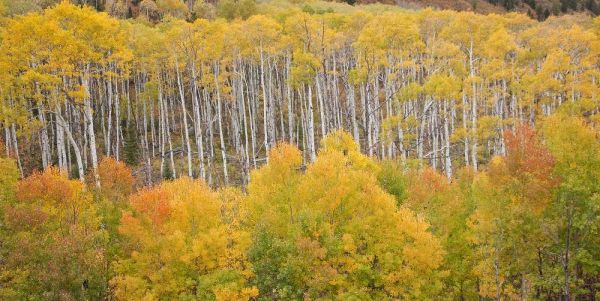 CO, White River NF Aspen grove in autumn foliage